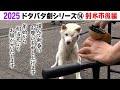 2025狂犬病予防注射会場のドタバタ劇⑭ 射水市後編