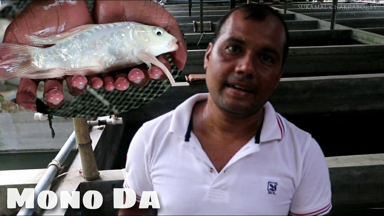 Mono Da Fish Mono Da Showing Aquarium Fish at Israfil Mondal Fish Farm . - YouTube