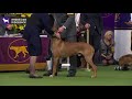 Rhodesian Ridgebacks | Breed Judging 2020