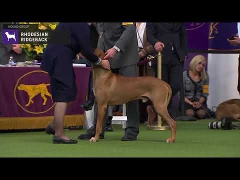 Vidéo: L'énigme Rhodesian Ridgeback