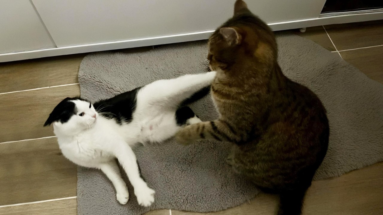 You Laugh, You Lose! 🤣 Funny Cat Videos 2026 😹 Part 128