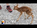 Tiny Baby Deer Asks People to Rescue Her | The Dodo Wild Hearts