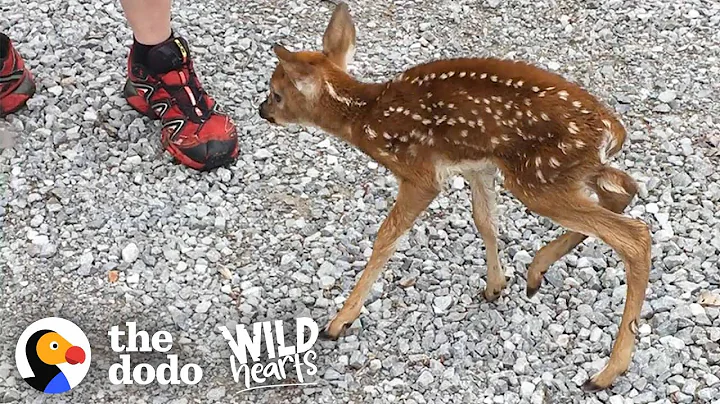Tiny Baby Deer Asks People to Rescue Her | The Dod...
