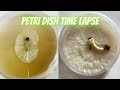 Mushroom clone petri dish time lapse