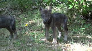 Cuccioli di lupo Canis lupus italicus