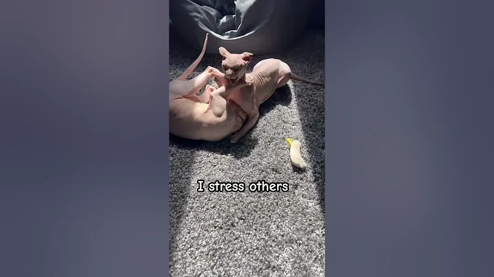 Video 10370751: sphynxcat cutecat cat, sphynxcat cat kitten, cat sphynxcat funnycat, cat sphynxcats funny, cats kitten cutecat catlovers, cutecats furry