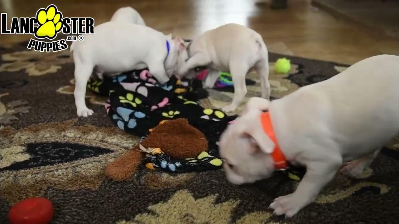 Affectionate Boston Terrier Puppies YouTube
