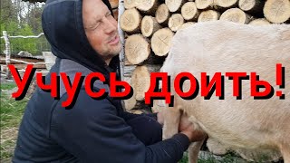 Первый раз в жизни дою козу . Учусь доить коз .