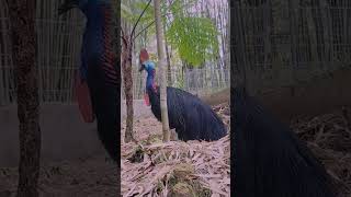Alhandulillah Masih Bisa Melihat Burung Ini #Kasuari #Penangkaran #Breeding #Viral #Shortvideo