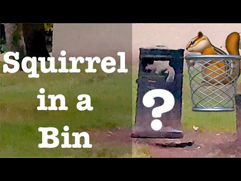 🐿 Micro VanLife S02E48 🚮 Squirrel in a Bin - A40 Layby Culture