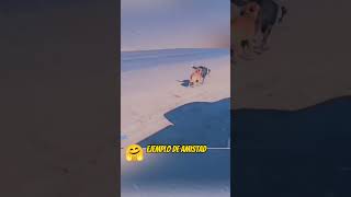Perro Gua
