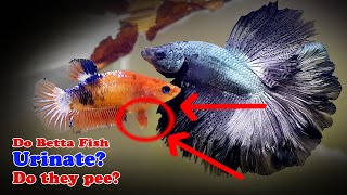 Do Betta Fish Urinate? Do they pee?