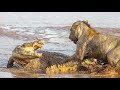 Lion, Leopard  vs Crocodile -  Lion Kills Crocodile -  Real Fight