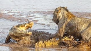 Lion, Leopard  vs Crocodile -  Lion Kills Crocodile -  Real Fight