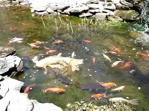 Backyard goldfish koi pond in the spring and first...