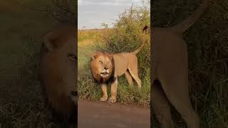 Massive Male Lion Roars Into The Vehicle