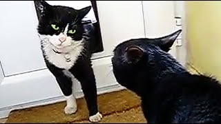 FUNNY CATS COMPILATION #5