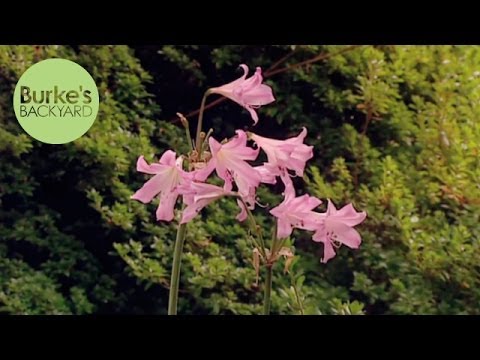 Video: Amaryllis (87 Bilder): Plantera Och Ta Hand Om En Blomma Hemma, Arter Av Amaryllisröd Och Belladonna, Växer Från En Lök Och Transplanterar