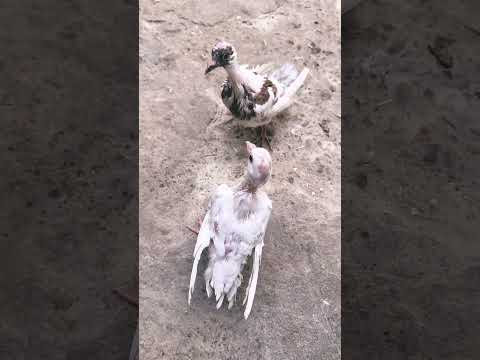 احلى زوج حمام صغير 