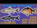 РР4 МЕДВЕЖЬЕ КАРП АМУР ФАРМ / РУССКАЯ РЫБАЛКА 4 МЕДВЕЖКА КАРП / RUSSIAN FISHING 4 CARP GRASS CARP