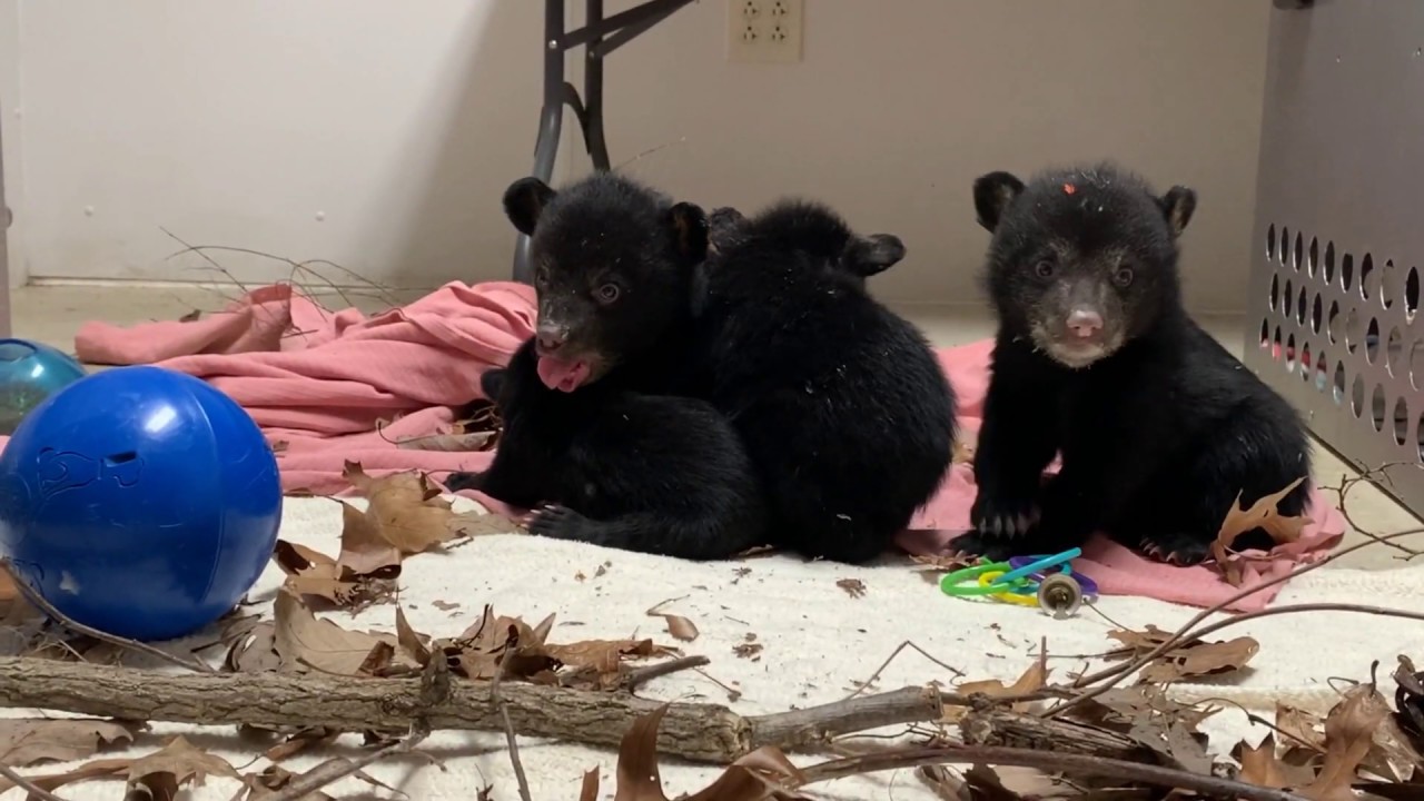 Cute Baby Black Bears Cute baby black bears