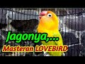 Jagonya Masteran Lovebird Berkat Suaranya Banyak Labet Jadi Gacor Rajin Ngekek Mp3 - Mp4 Download