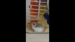 Hamster Phodopus 倉鼠小灰霸 【鋼琴：黑夜不再來】