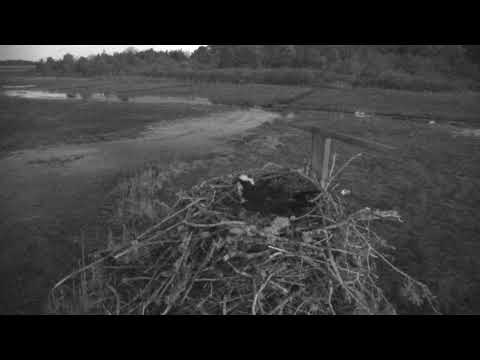 camera iphone 8 plus apk Cape Cod Museum of Natural History Live Stream