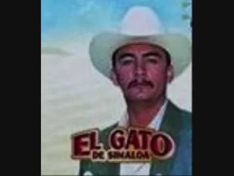 EL Gato de Sinaloa - El Aguila Real - YouTube