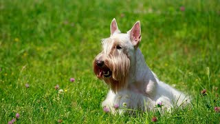 Are Scottish Terriers good with children?