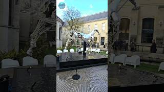 ✨️Paris - movimentos do cavalo das Olimpíadas de Paris 2024🇨🇵