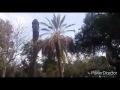 Parques y jardines,talando palmas por amarillamiento letal.;cuadrilla de el (ing Ernesto Arellano)