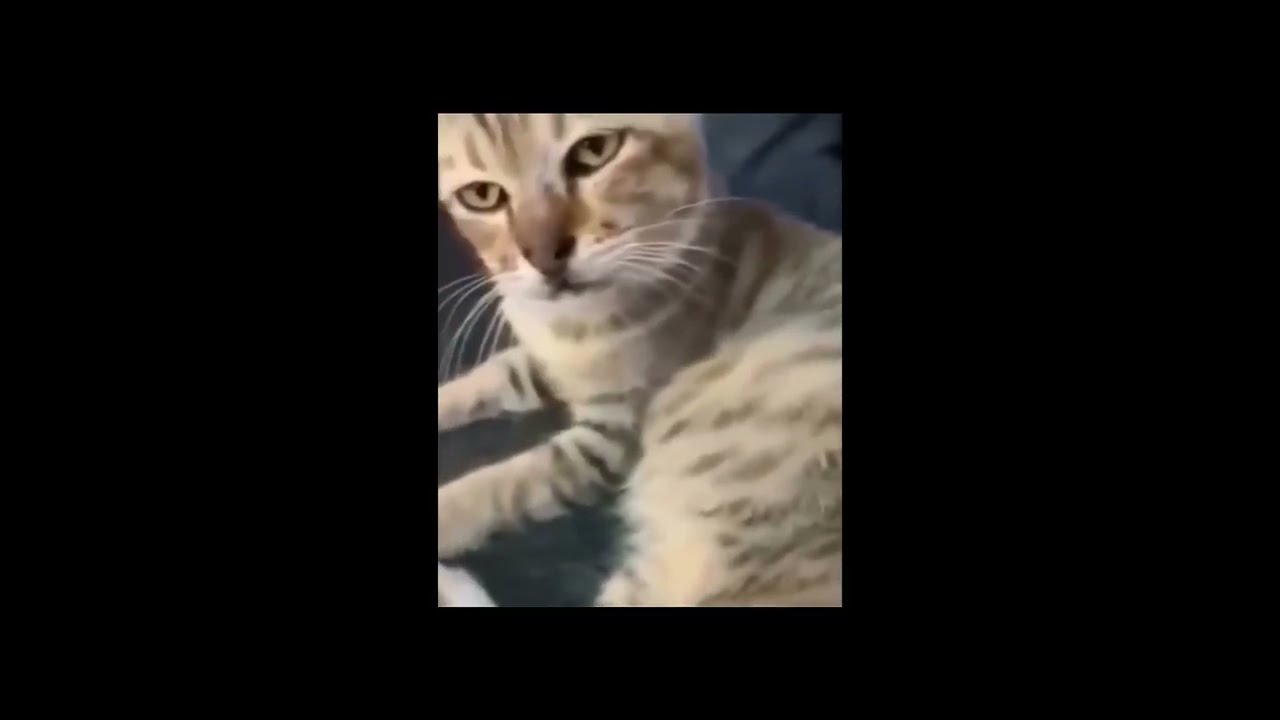 Instant Serenity: Watching this Cat Sleep 🌙