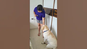 Simba Viralvideo Youtubeshorts Labrador Shortvideo Simbatherockstar Simplelifefamilyvlogs 