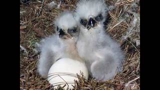Romeo And juliet Welcome Peace To The Nest | Final Moment Of Eagle Hatching In Beautiful Detail