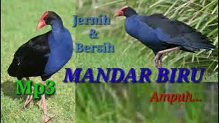 Suara pikat mandar biru paling ampuh, jernih dan bersih || Mp3