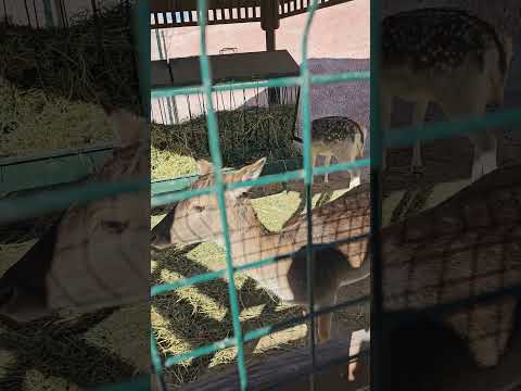 مشية الغزال