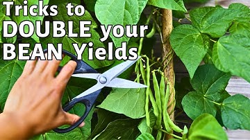This Tips and Tricks will DOUBLE your bean harvest yields. (pole bean) how to get more beans.