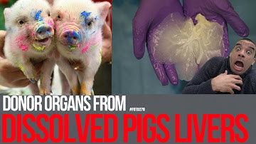 Donor organs made from dissolved pig livers - #FOTD278