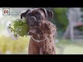 Top 20  dogs funny commercials