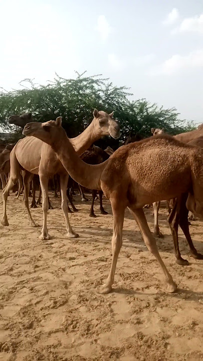 camel reast point bjeer mholha #shortvideos #shortsviral
