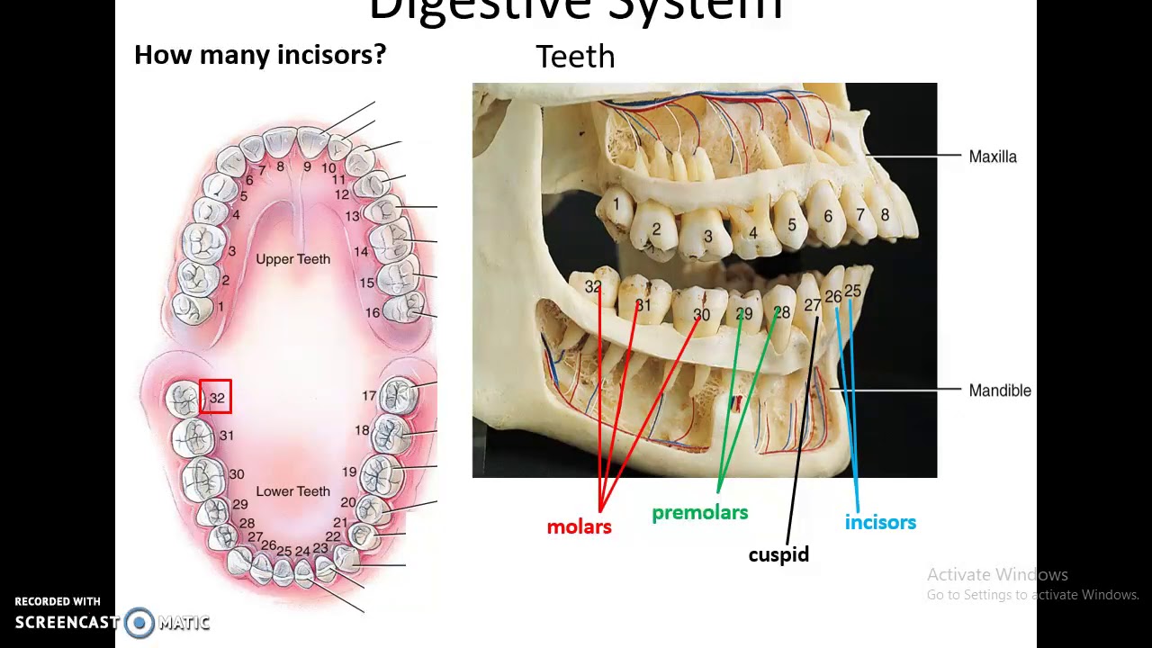 Human Anatomy Chapter 24: The Digestive System Part 1 - YouTube