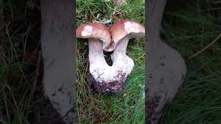 Сиамский гриб🍄🟫😮 #белыйгриб #сборгрибов #грибалка #mashroom #camping #forest