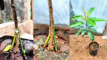 Stone grafting on mango tree | double Grafting mango tree #stonegrafting #mangografting
