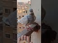 الحمامه طارت بس مسكتها 