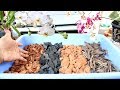 How to make best potting mix for orchid  english subtitle  prakritis garden