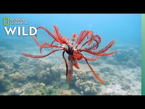 Feather Stars and Their Animal Invaders | Nat Geo Wild