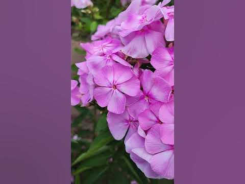 Флокс Цвет Яблони - YouTube