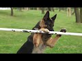 german shepherd Lexus (Ares Slovraj) - Tricks I.