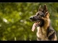 german shepherd Lexus (Ares Slovraj) - Tricks I.